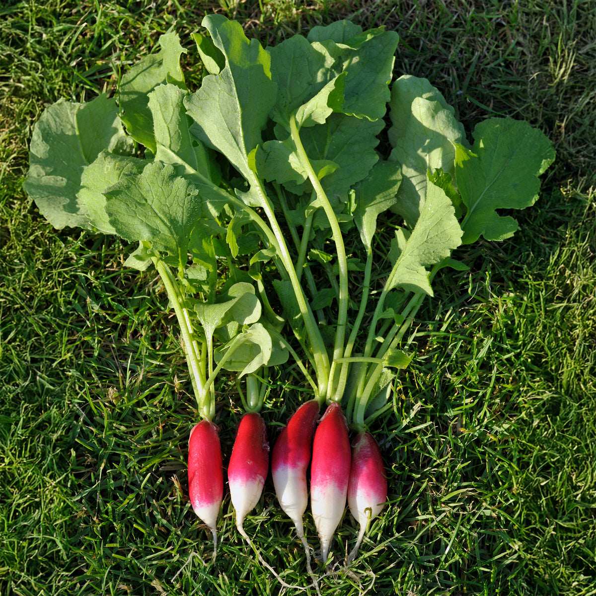 Radieschen French Breakfast BIO - Raphanus sativus French Breakfast - Willemse