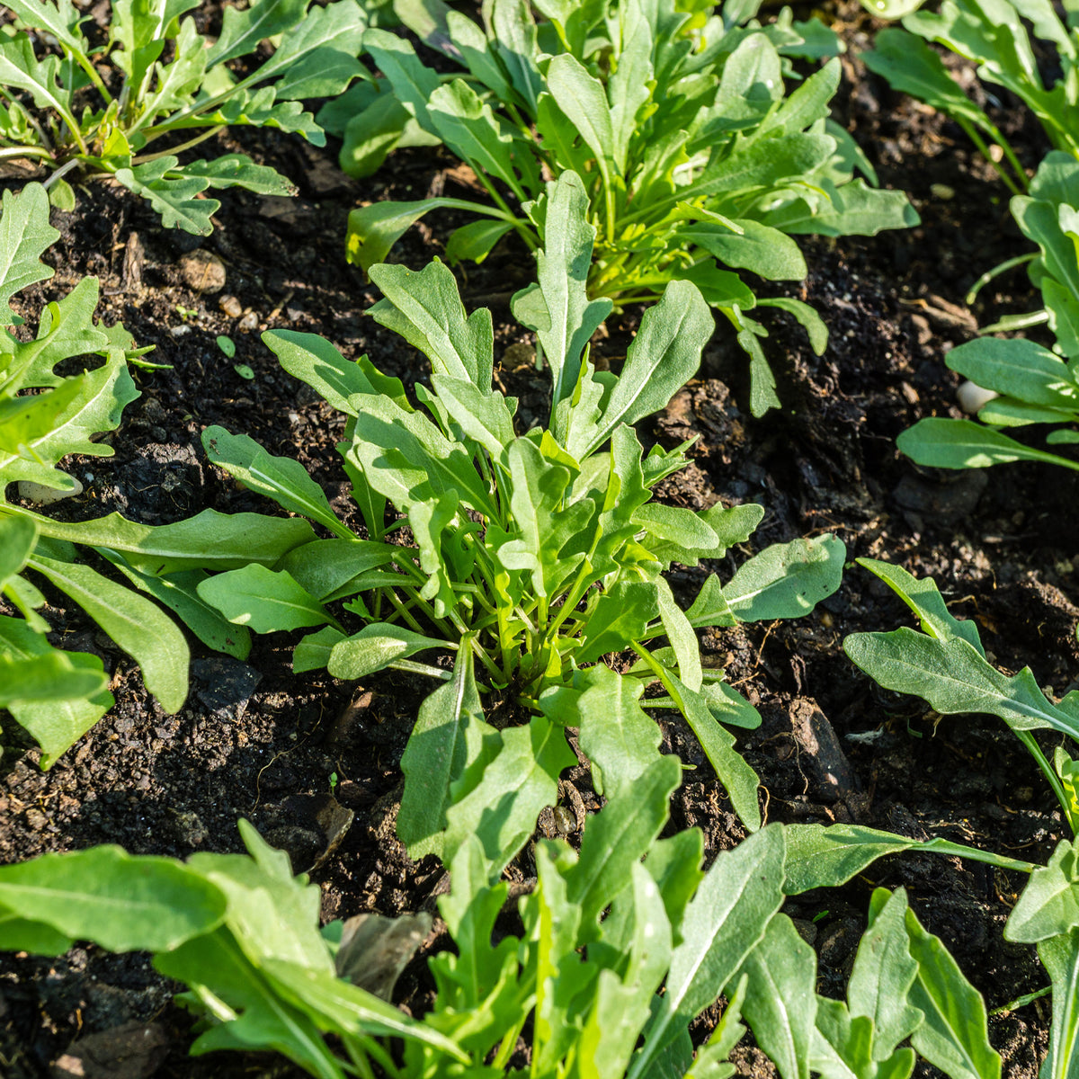 Biologisch angebaute Rucola - Willemse