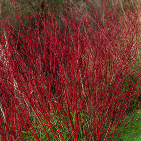 Cornus alba Sibirica - Rotholziger Hartriegel Sibirica - Sträucher