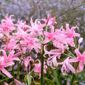 Amarine Belladiva Aphrodite (x4) - Amarine belladiva aphrodite - Willemse