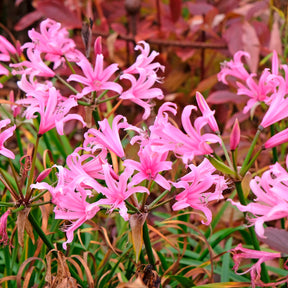 Verkauf Amarine Belladiva Aphrodite (x4) - Amarine belladiva aphrodite