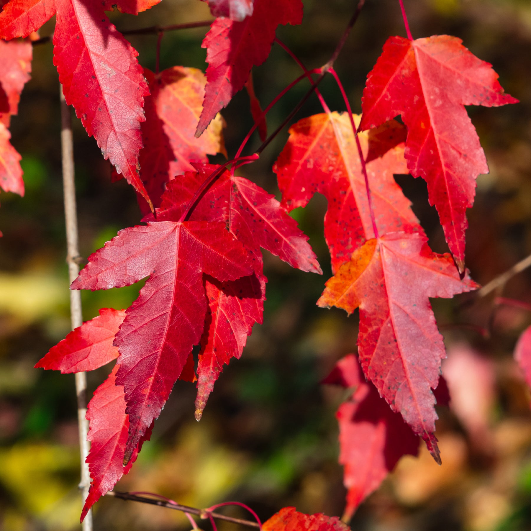 Acer ginnala - Feuerahorn - Ahorn