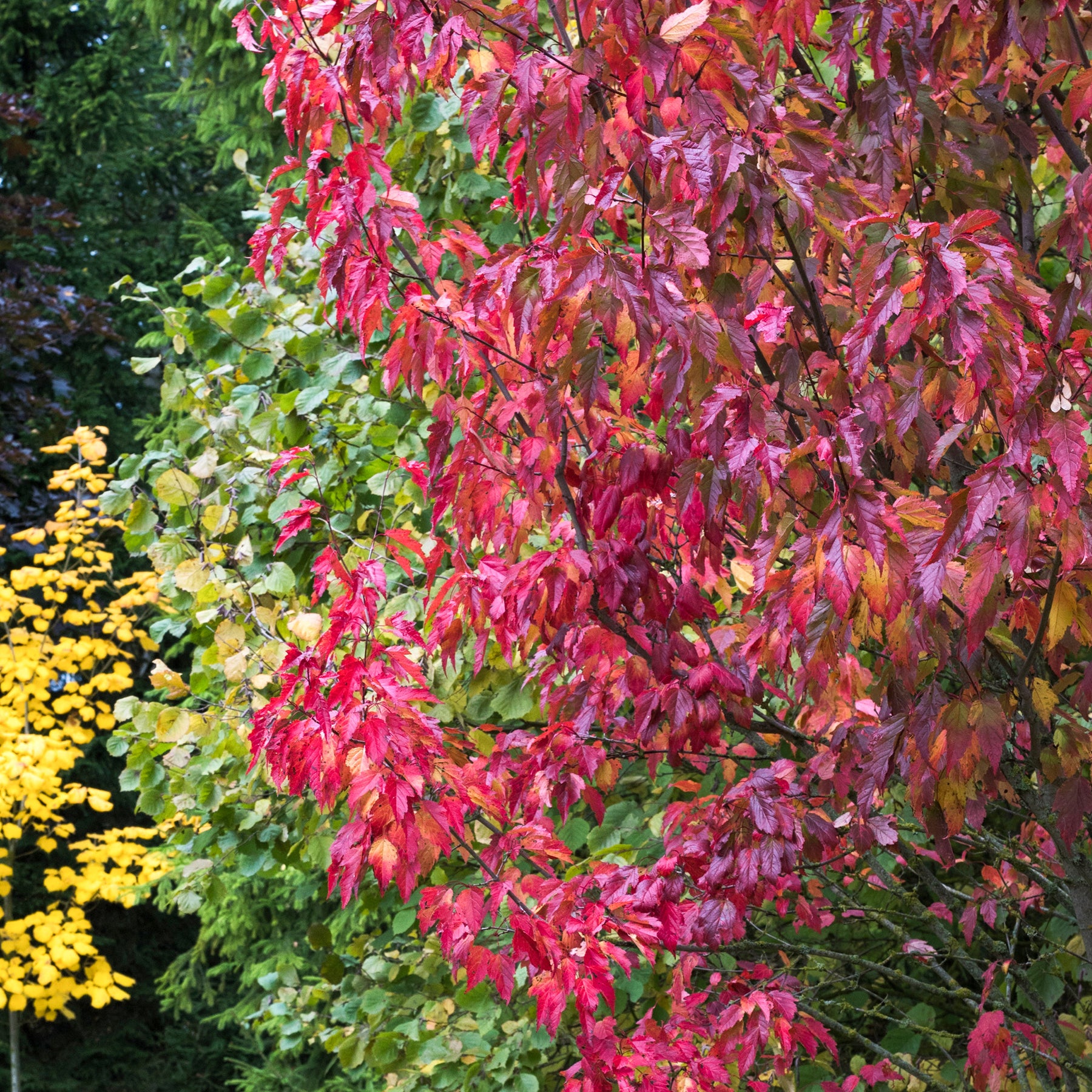Feuerahorn - Ahorn - Willemse