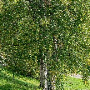Verkauf Hänge-Birke