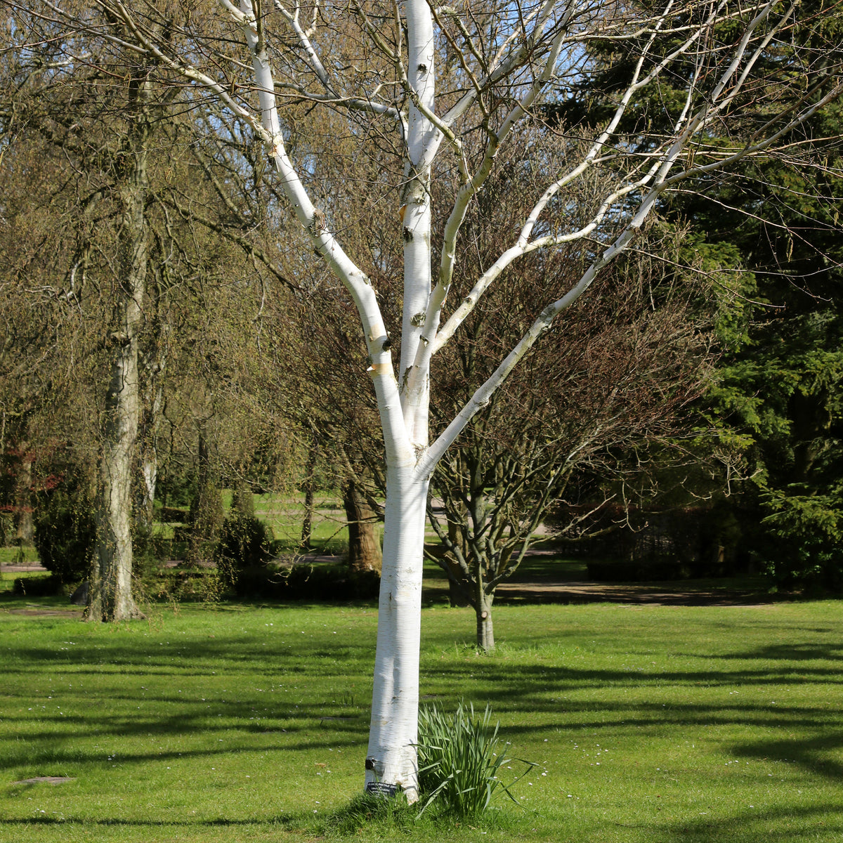 Himalaya-Birke - Betula utilis - Willemse