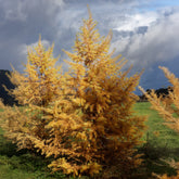 Japanische Lärche - Larix kaempferi - Willemse