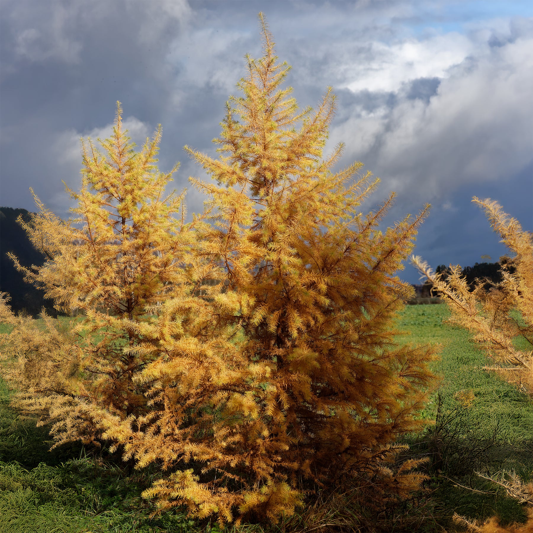 Japanische Lärche - Larix kaempferi - Willemse