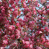 Zierapfel Liset - Malus 'liset' - Willemse