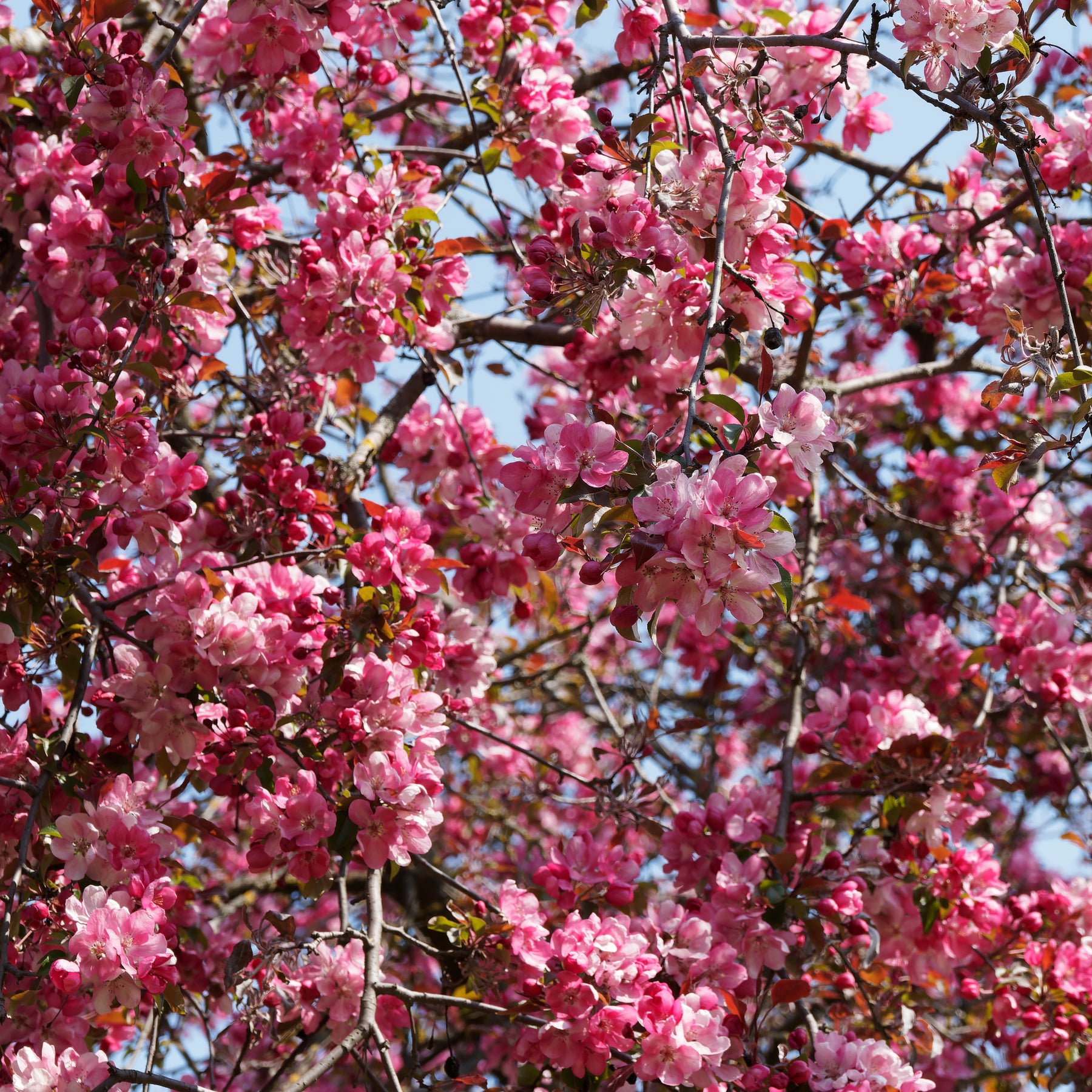Zierapfel Liset - Malus 'liset' - Willemse