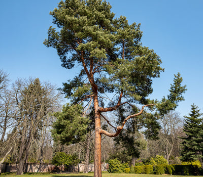 Pflanzen für Bergklima