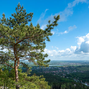 Verkauf Kiefer - Waldkiefer