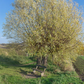 Salix alba - Silberweide - Weide