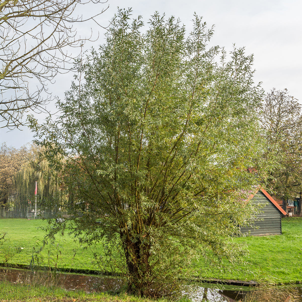 Silberweide - Salix alba - Willemse