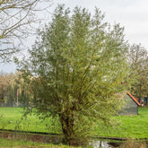 Silberweide - Salix alba - Willemse