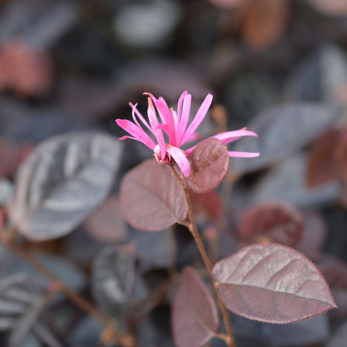 Riemenblüte Fire Dance - Loropetalum chinense Fire Dance - Willemse