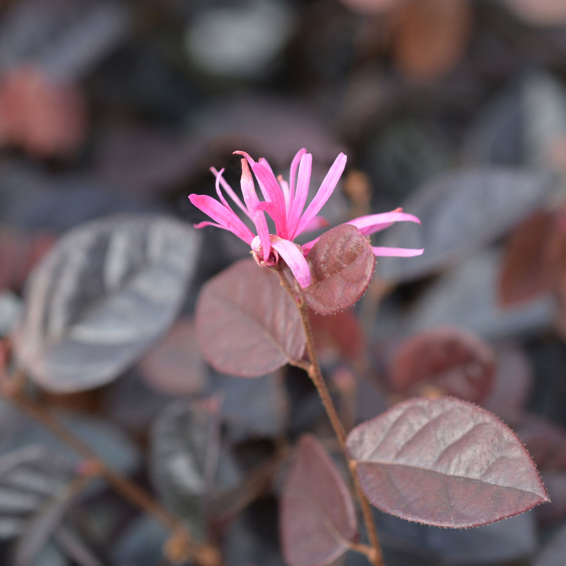 Riemenblüte Fire Dance - Loropetalum chinense Fire Dance - Willemse