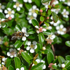 Bodendecker - Fächer-Zwergmispel - Cotoneaster horizontalis