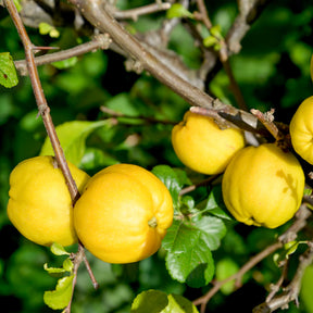 Zierquitte Crimson and Gold - Chaenomeles superba Crimson and Gold - Willemse