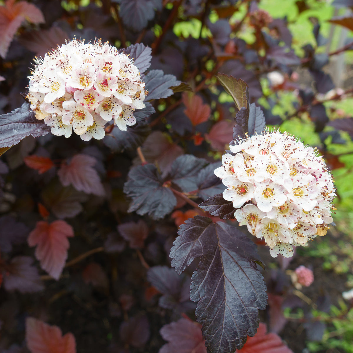 Fasanenspiere Red Baron - Physocarpus opulifolius Red Baron - Willemse
