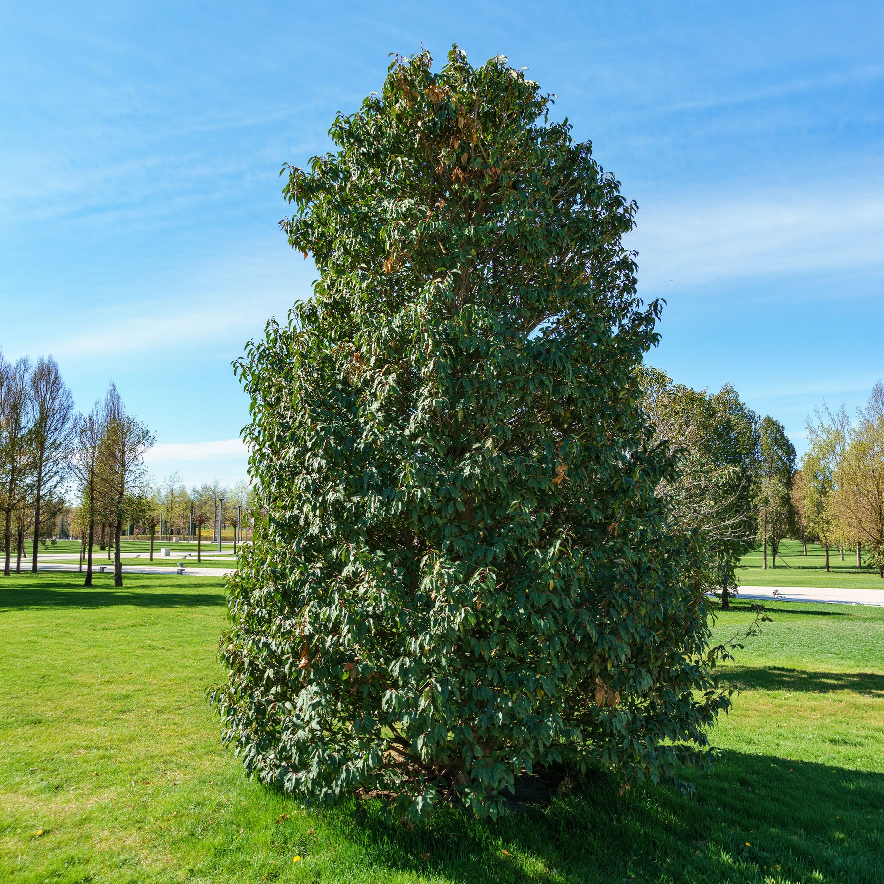 Verkauf Portugiesischer Kirschlorbeer - Prunus lusitanica