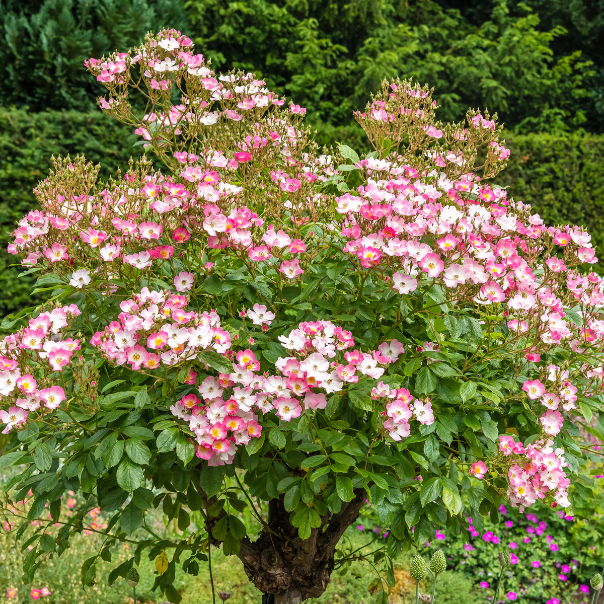 Rose Ballerina - Rosa ballerina - Willemse