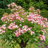 Rose Ballerina - Rosa ballerina - Willemse