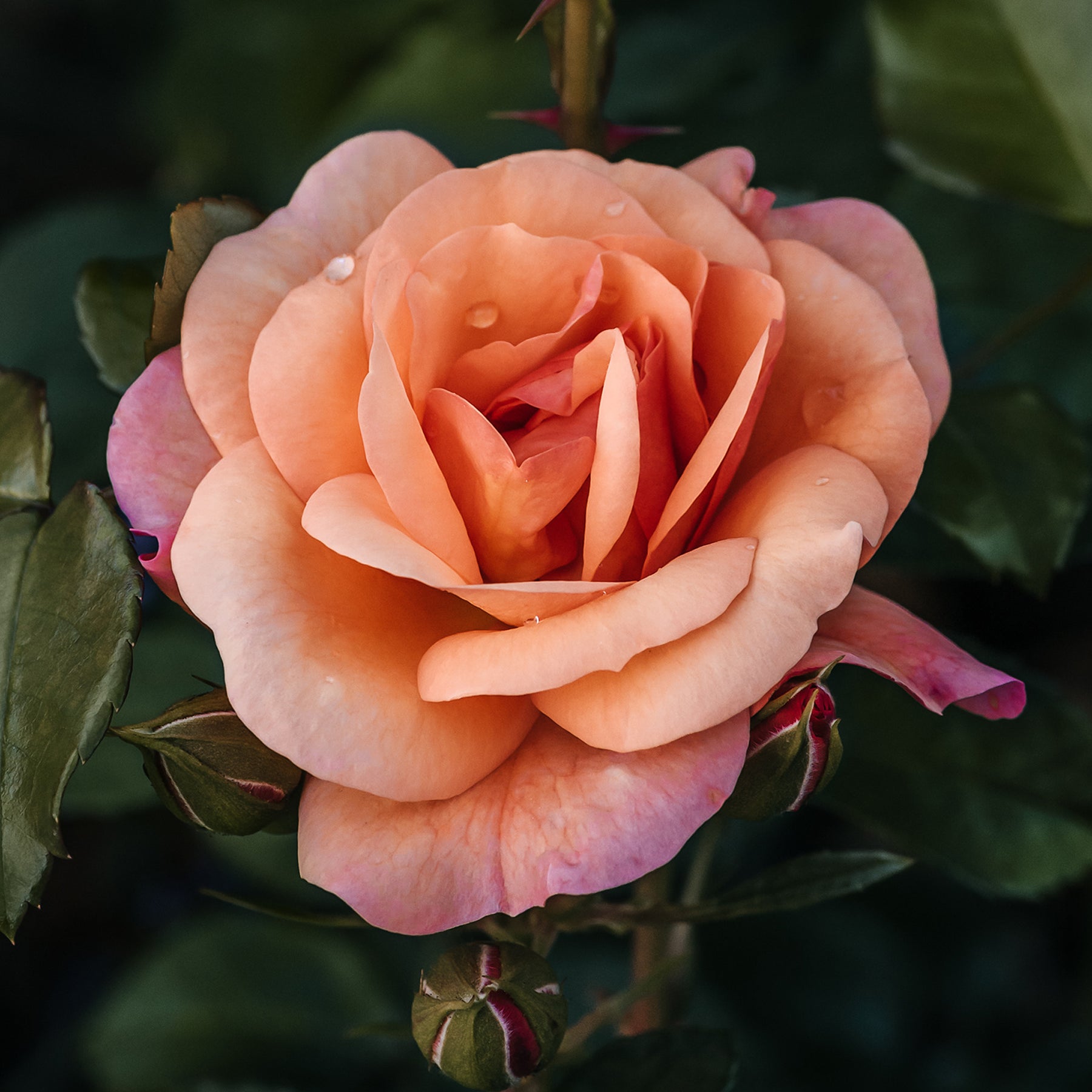 Beetrose Aprikola® - Rosa Aprikola ® - Willemse