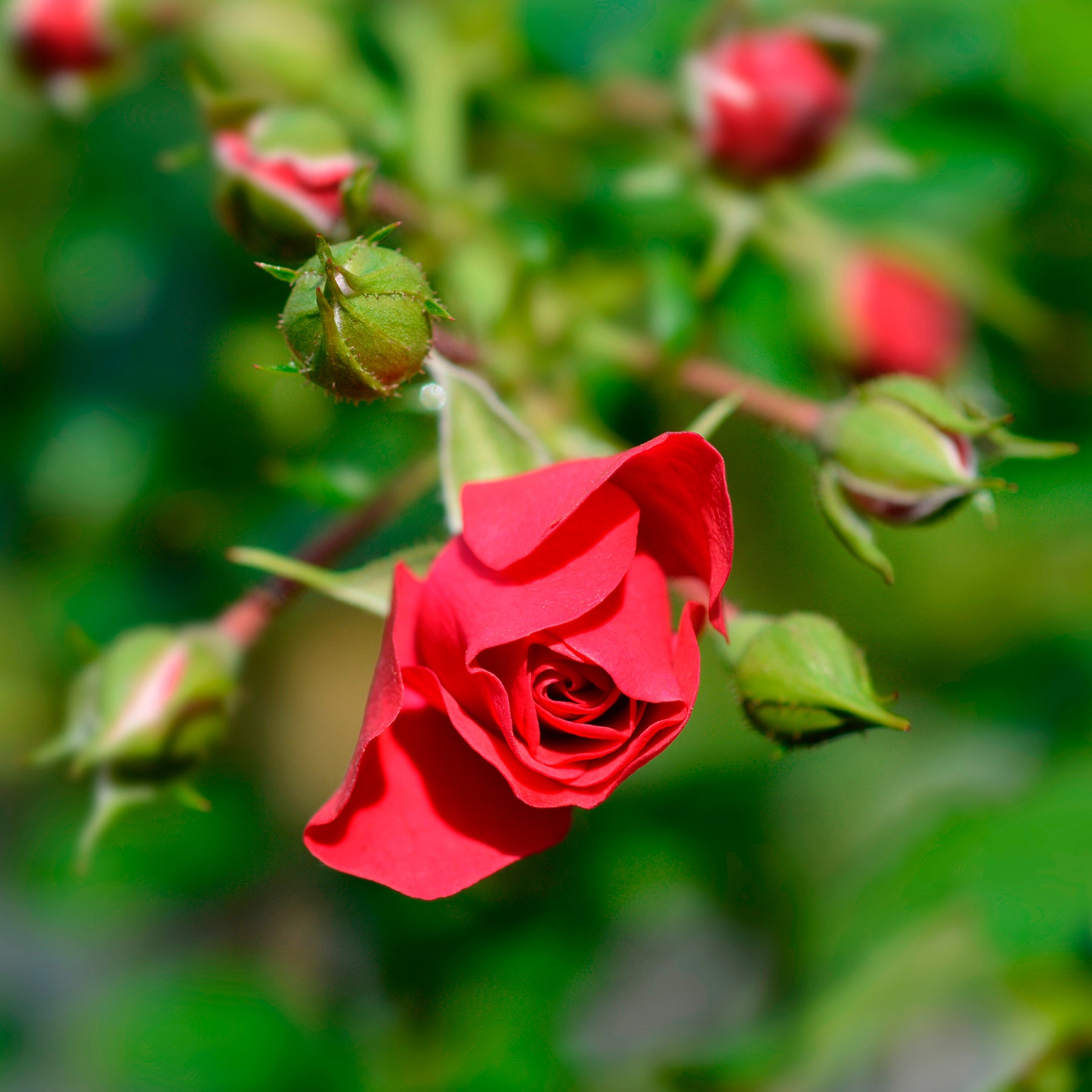Rosa Toscana ® - Rose Toscana® - Duftrosen