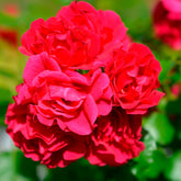 Duftrosen - Rose Toscana® - Rosa Toscana ®