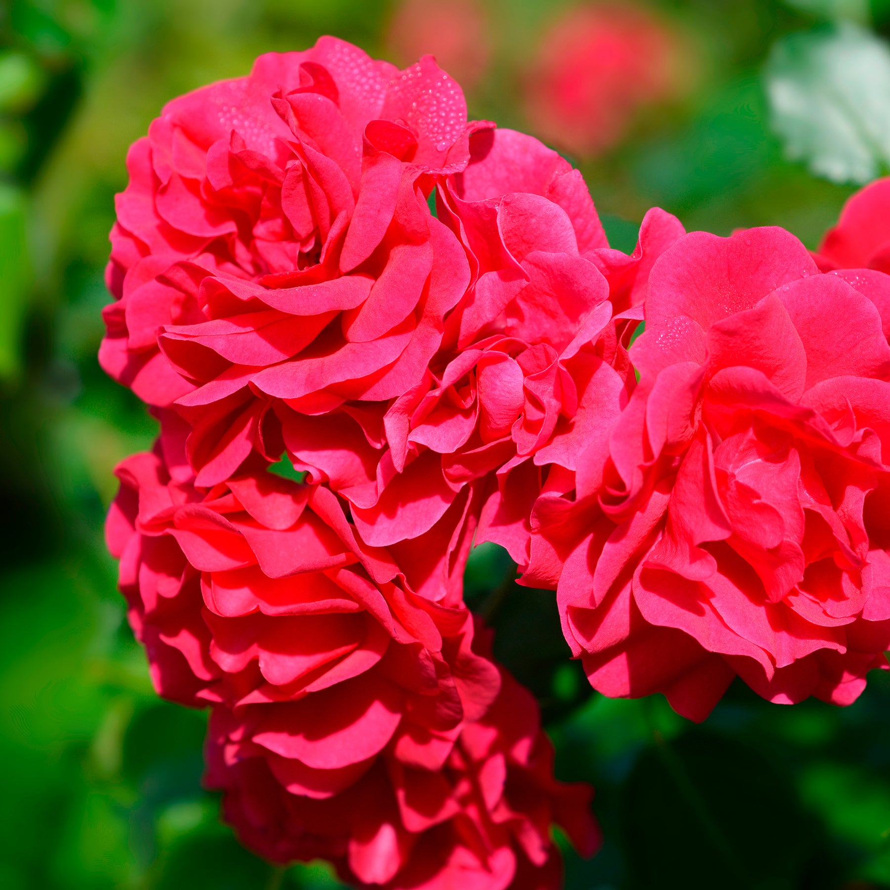 Rose Toscana® - Willemse