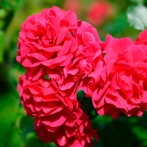 Rose Toscana® - Willemse