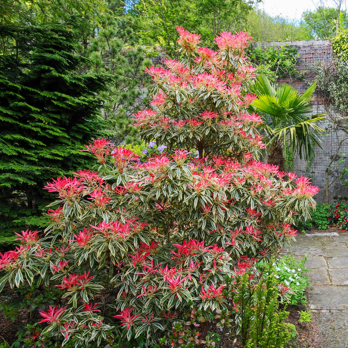 Bunte Lavendelheide - Pieris japonica Flaming Silver - Willemse