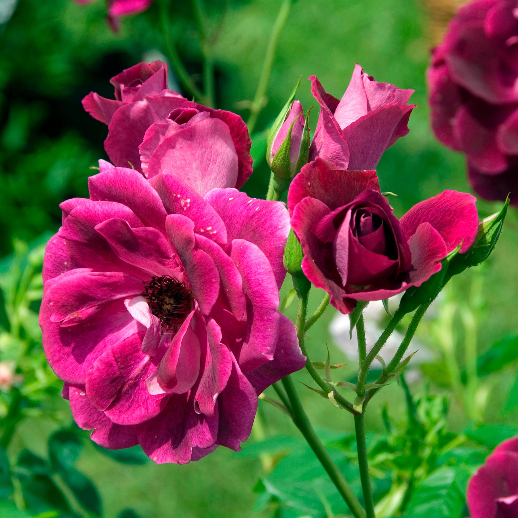 Rosenstrauch Burgundy Ice ® - Rosa burgundy ice ® - Willemse