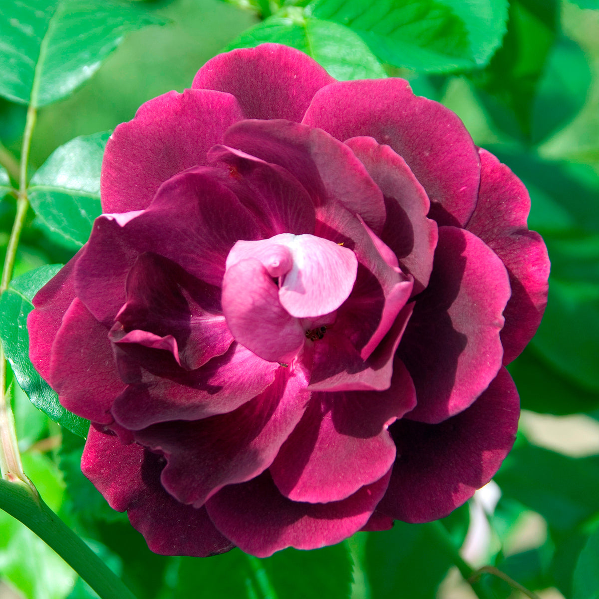 Rosenstrauch Burgundy Ice ® - Willemse
