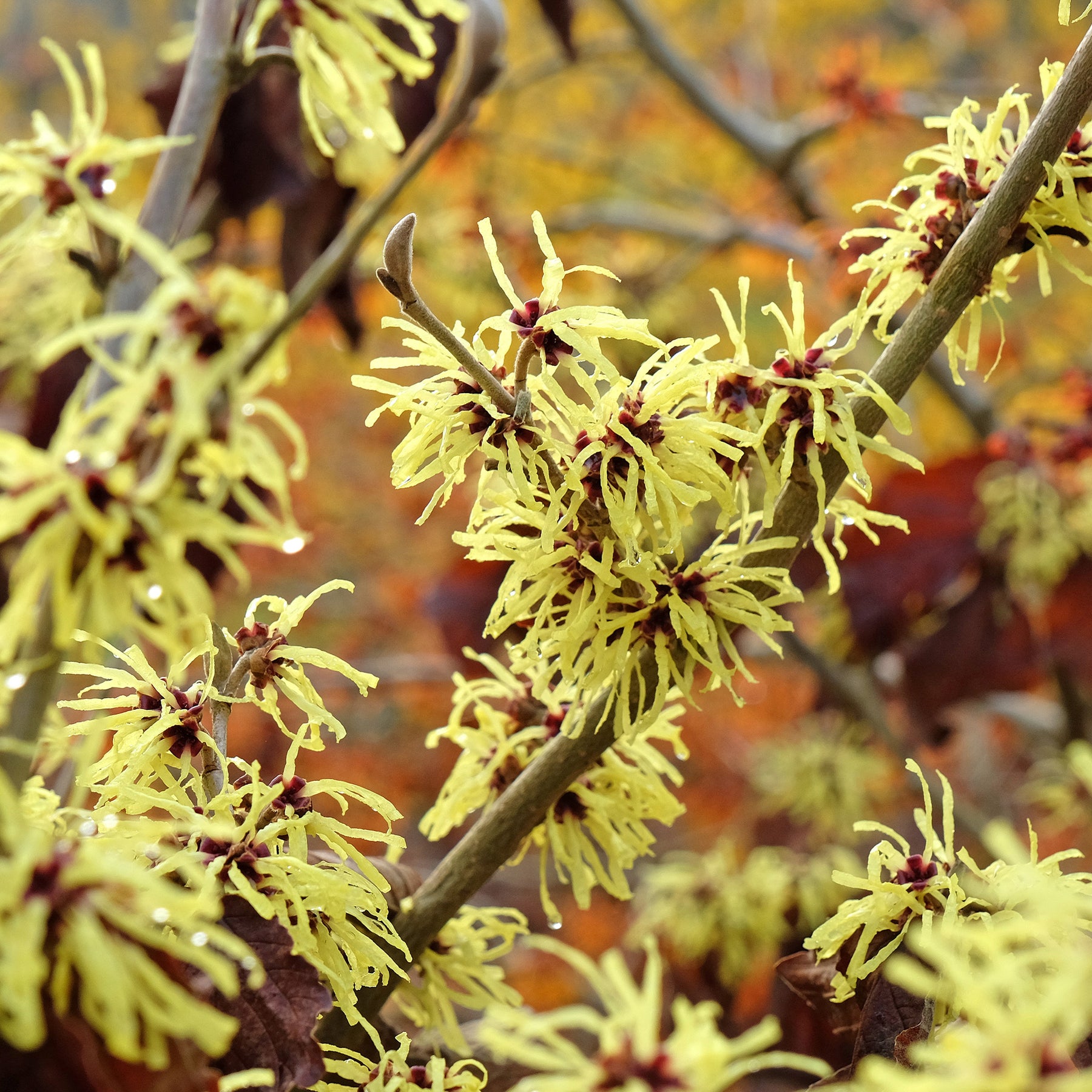 Hamamelis intermedia 'sunburst' - Zaubernuss ‘Sunburst’ - Balkonblumen