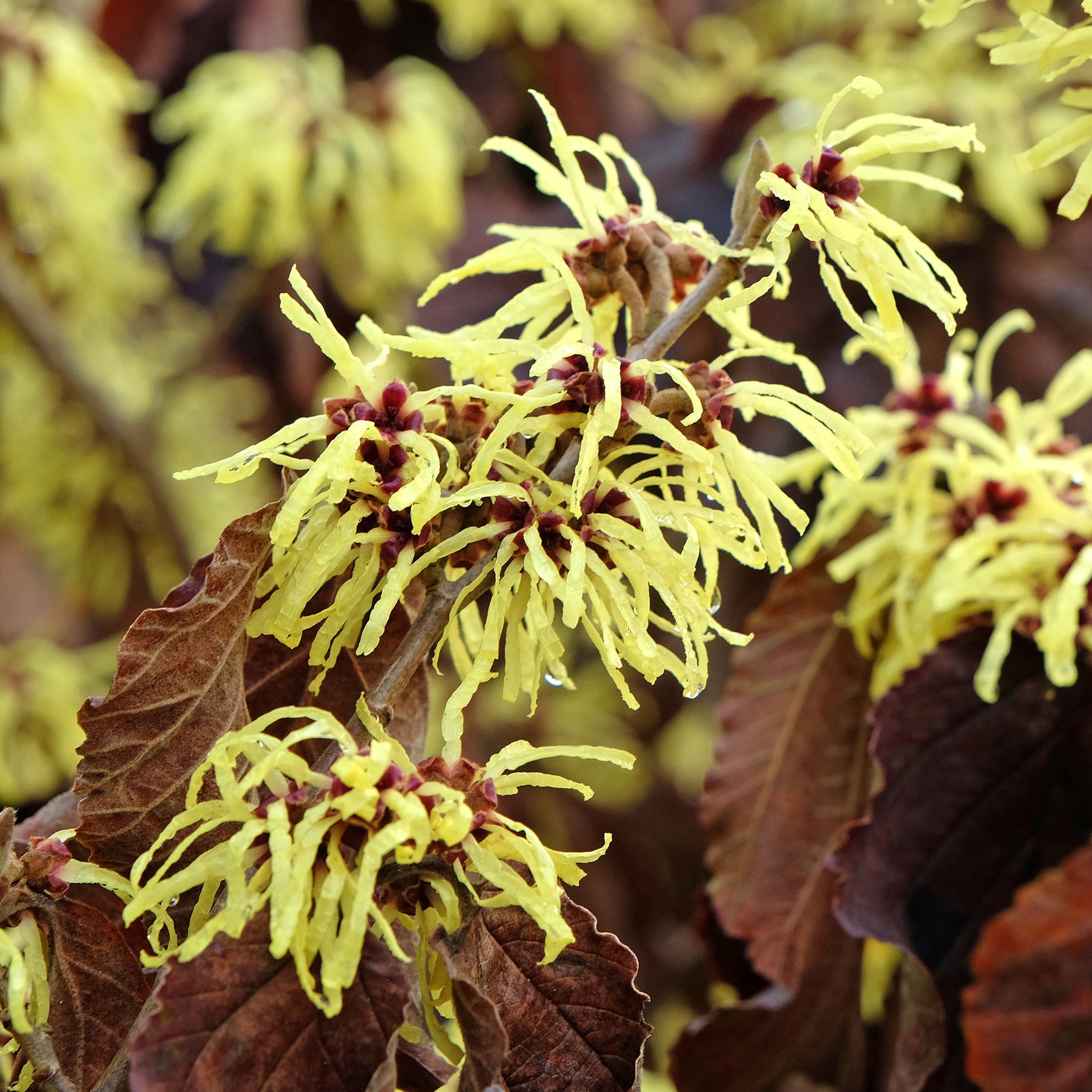 Zaubernuss ‘Sunburst’ - Willemse