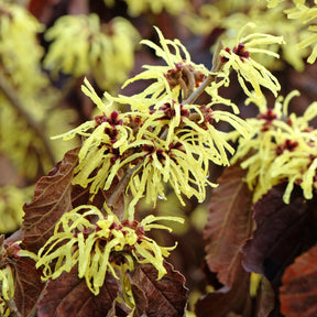 Zaubernuss ‘Sunburst’ - Willemse