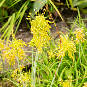 Stauden - Gelber Lauch - Allium flavum