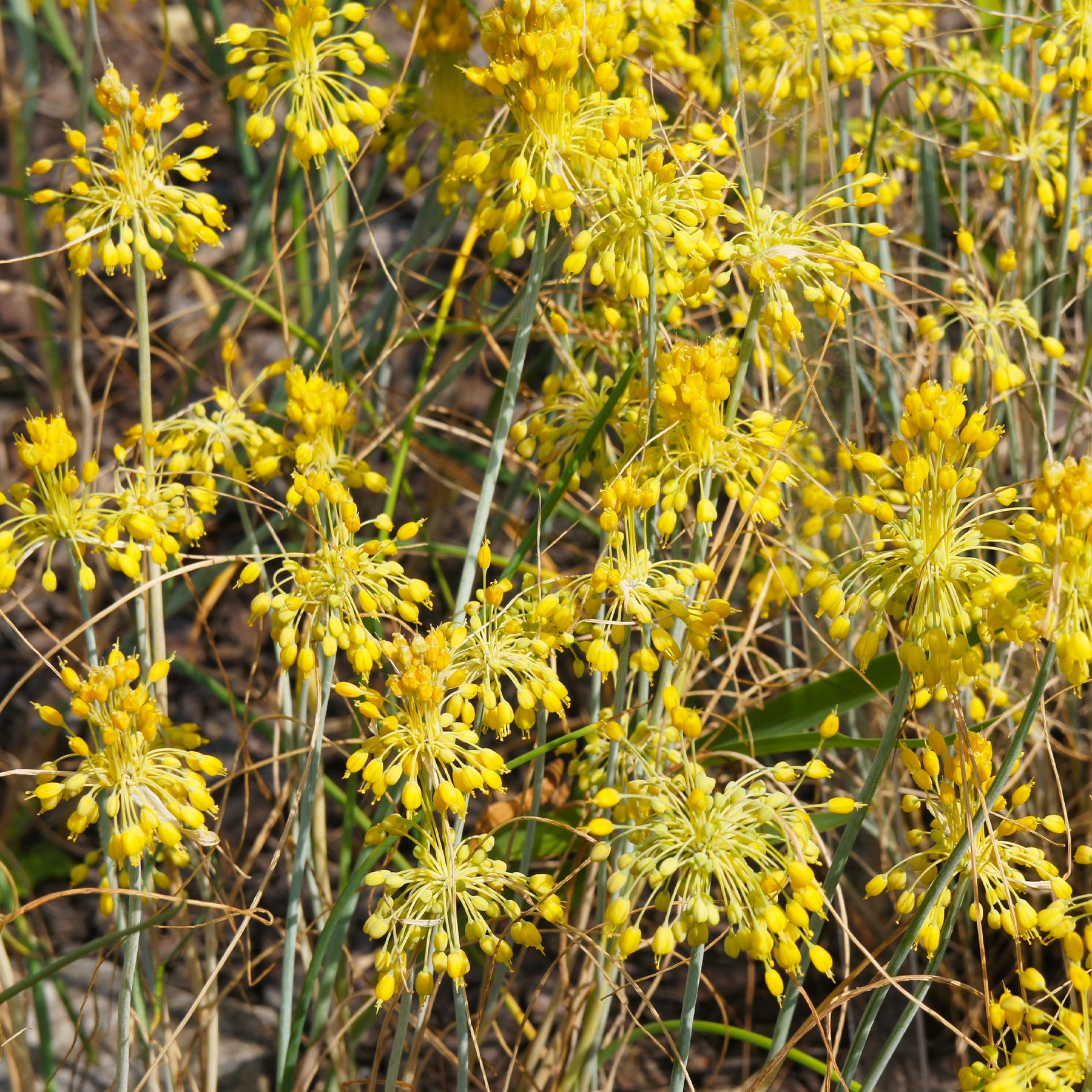 Gelber Lauch - Allium flavum - Willemse