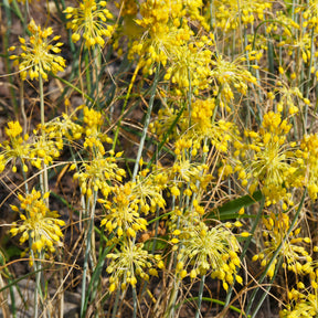 Gelber Lauch - Allium flavum - Willemse