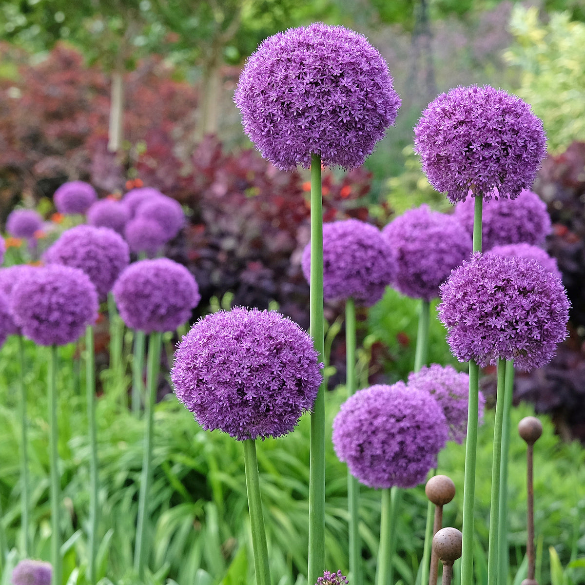 Riesen-Lauch - Allium giganteum - Willemse