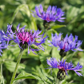 Berg-Flockenblume - Centaurea montana - Willemse