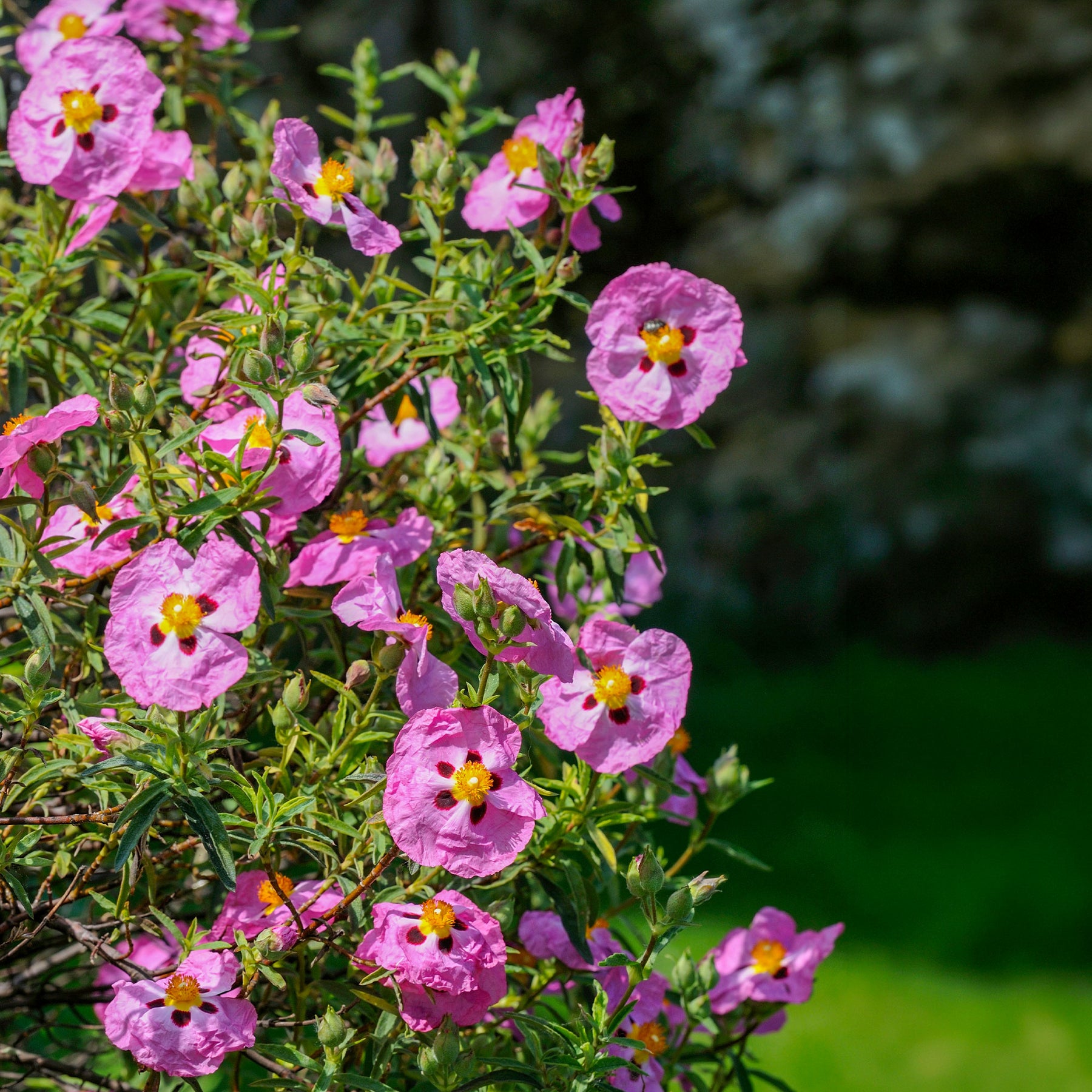 Cistus - Zistrose - Purpur-Zistrose - Cistus purpureus