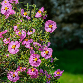 Cistus - Zistrose - Purpur-Zistrose - Cistus purpureus