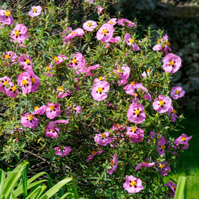 Purpur-Zistrose - Willemse