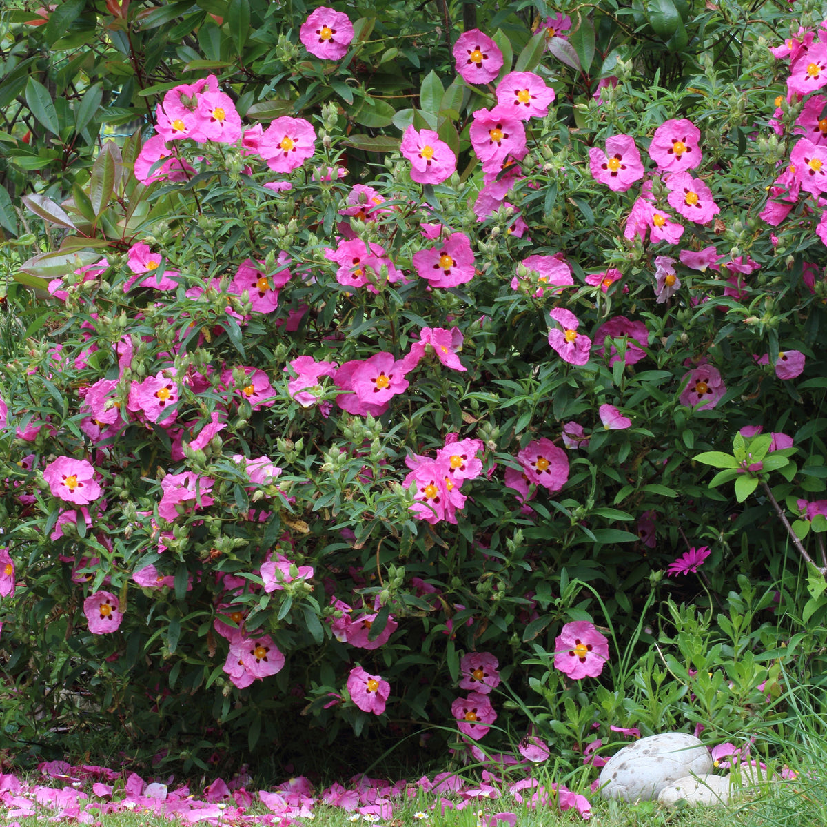 Verkauf Purpur-Zistrose - Cistus purpureus