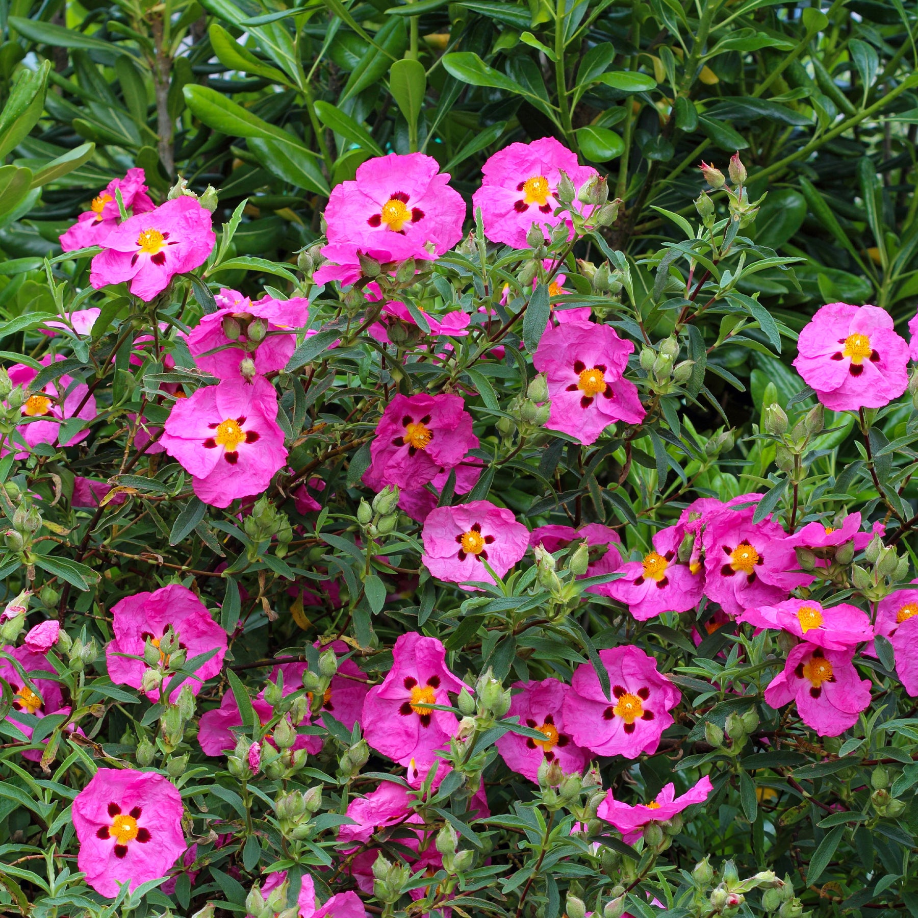 Purpur-Zistrose - Cistus purpureus - Willemse