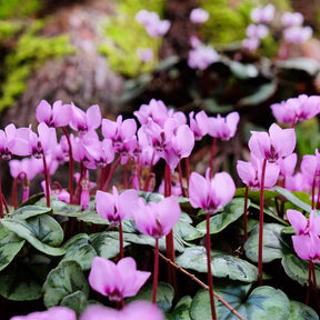Frühlings-Alpenveilchen ‘Rose’ - Cyclamen coum - Willemse