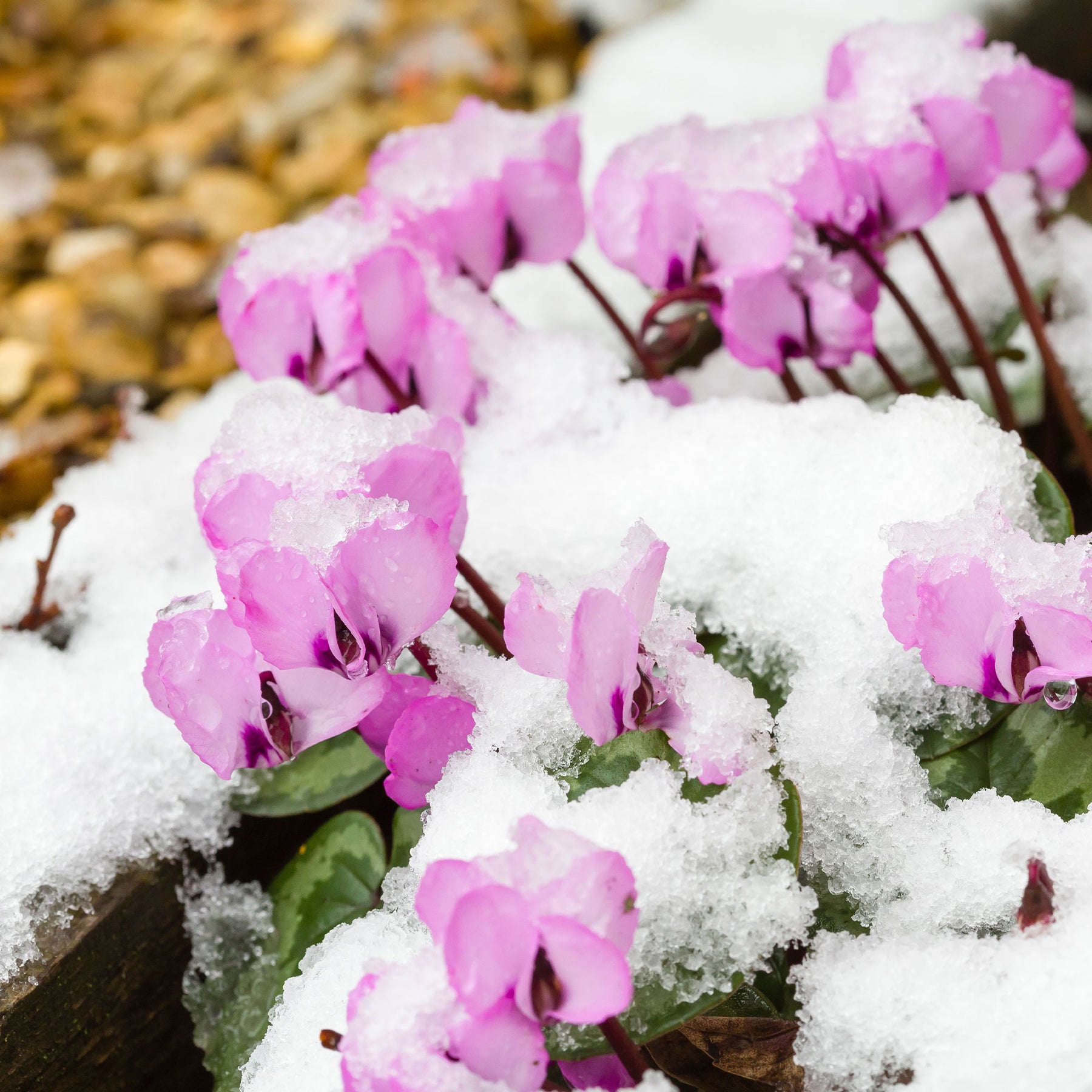 Frühlings-Alpenveilchen ‘Rose’ - Stauden - Willemse