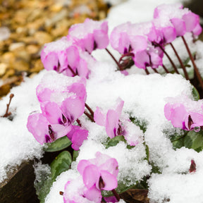 Frühlings-Alpenveilchen ‘Rose’ - Stauden - Willemse